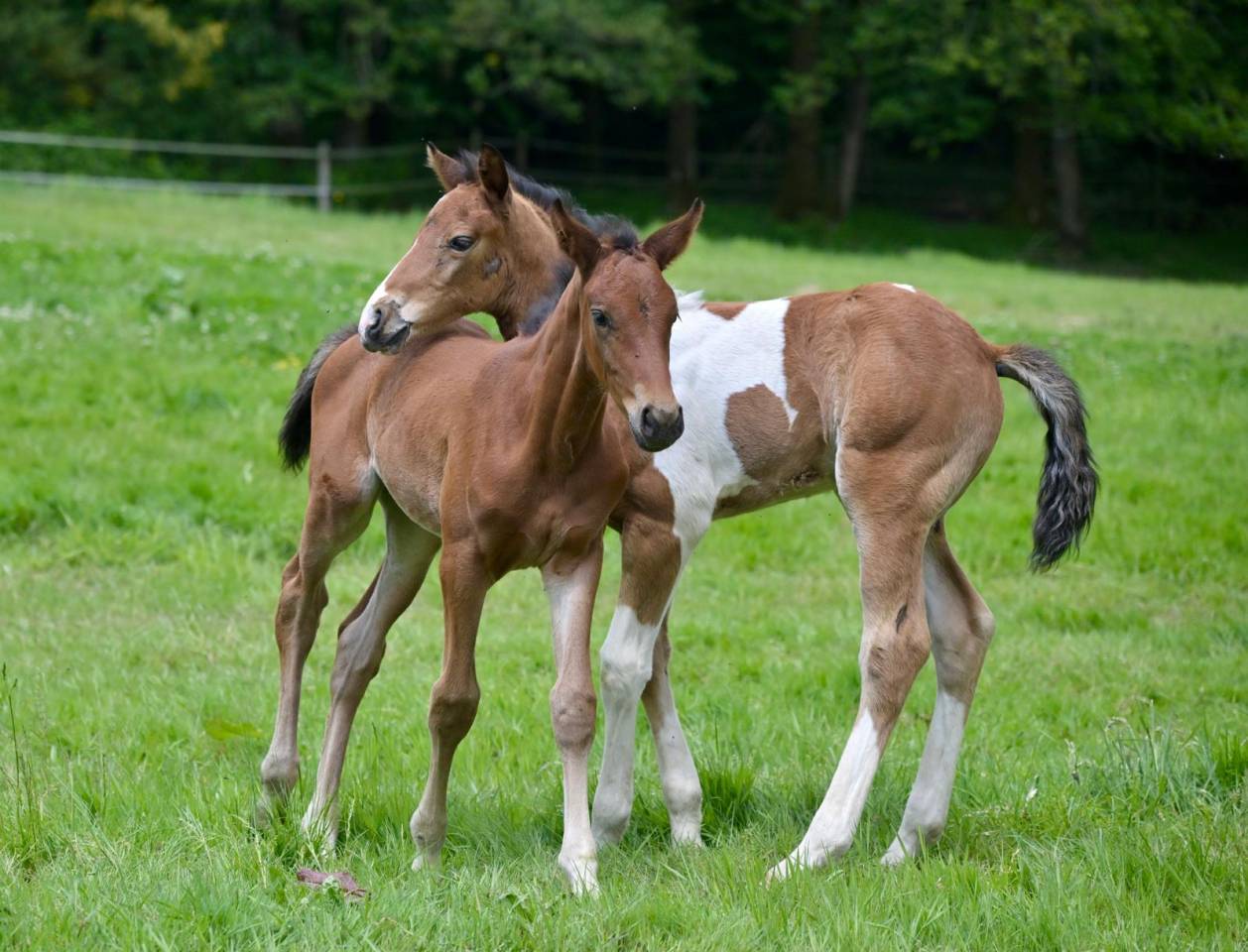 Colt Zangersheide For sale 2025 Coloured