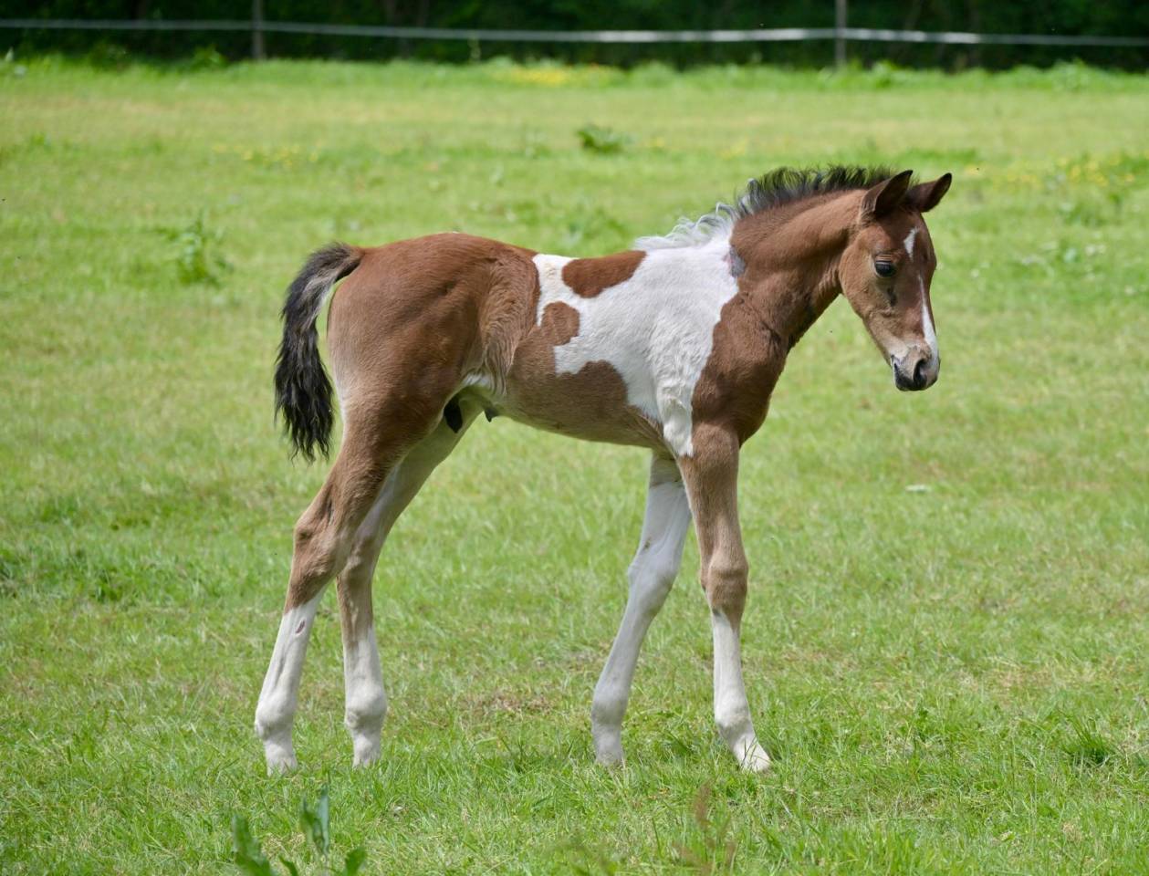 Colt Zangersheide For sale 2025 Coloured