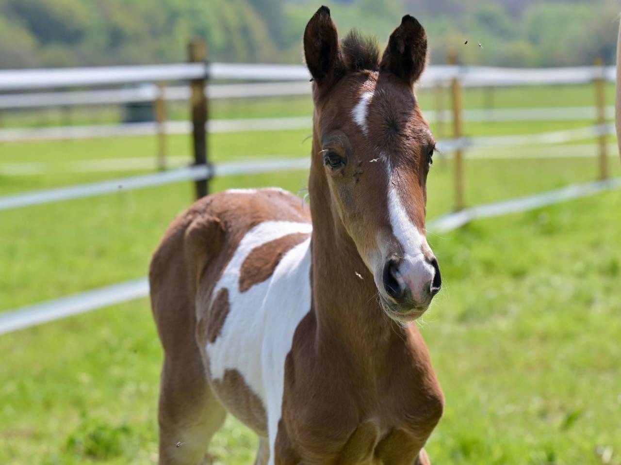 Colt Zangersheide For sale 2025 Coloured