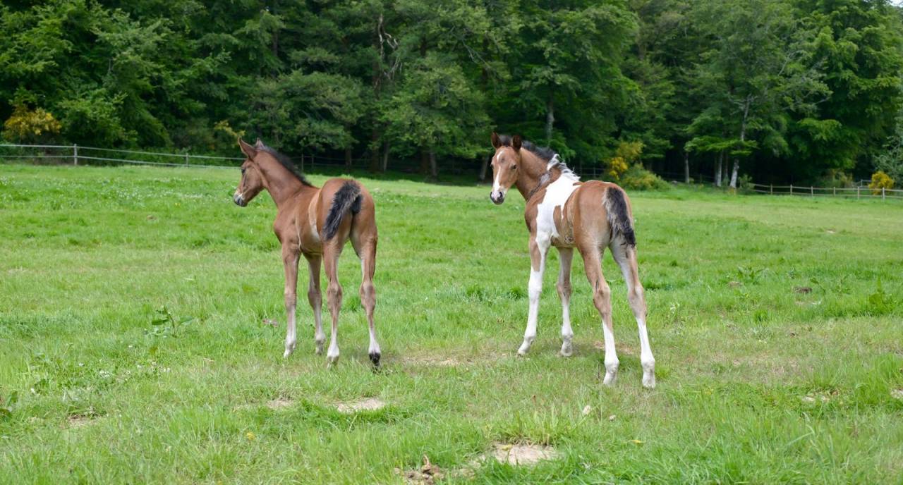 Colt Zangersheide For sale 2025 Coloured