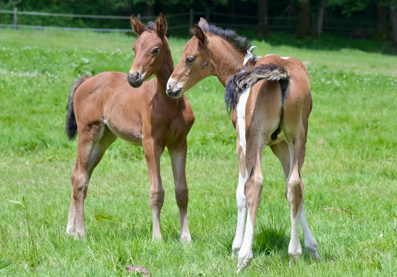 Colt Zangersheide For sale 2025 Coloured