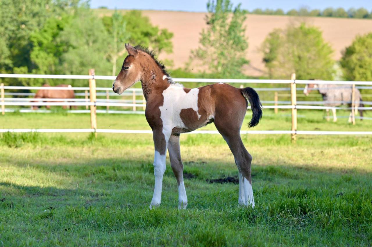 Colt Zangersheide For sale 2025 Coloured