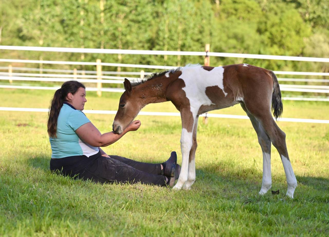 Colt Zangersheide For sale 2025 Coloured
