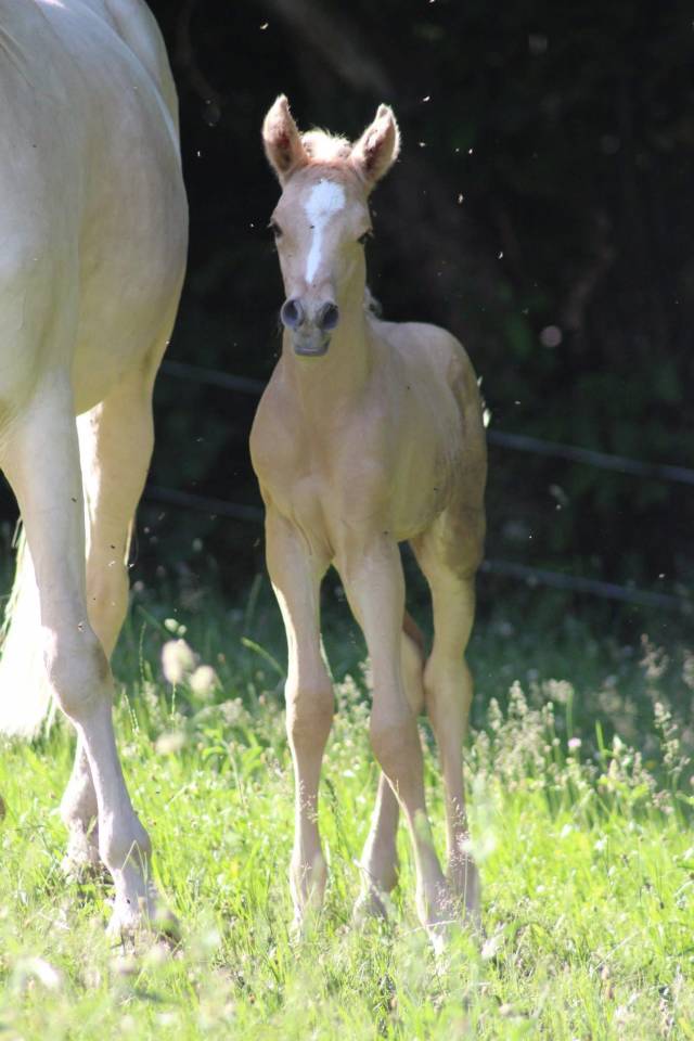 Jawah sib El ishhara - Arabian Half Blood 2019 by AVALON DAWAH