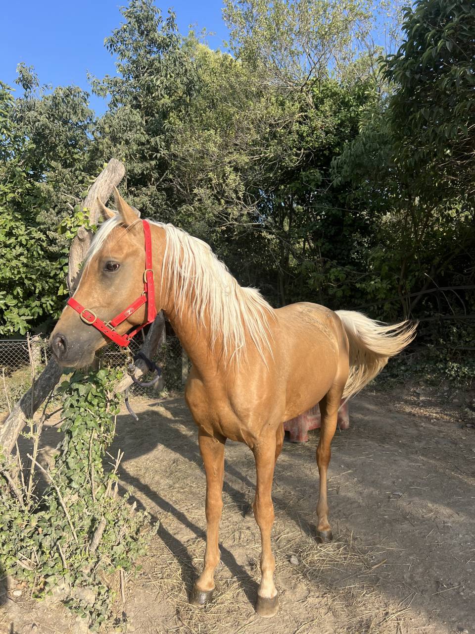 Jawah sib El ishhara - Arabian Half Blood 2019 by AVALON DAWAH