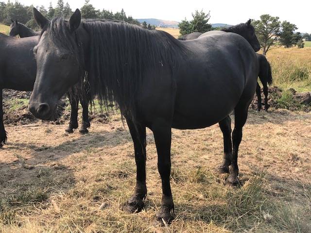 Mare Mérens For sale 2019 Black