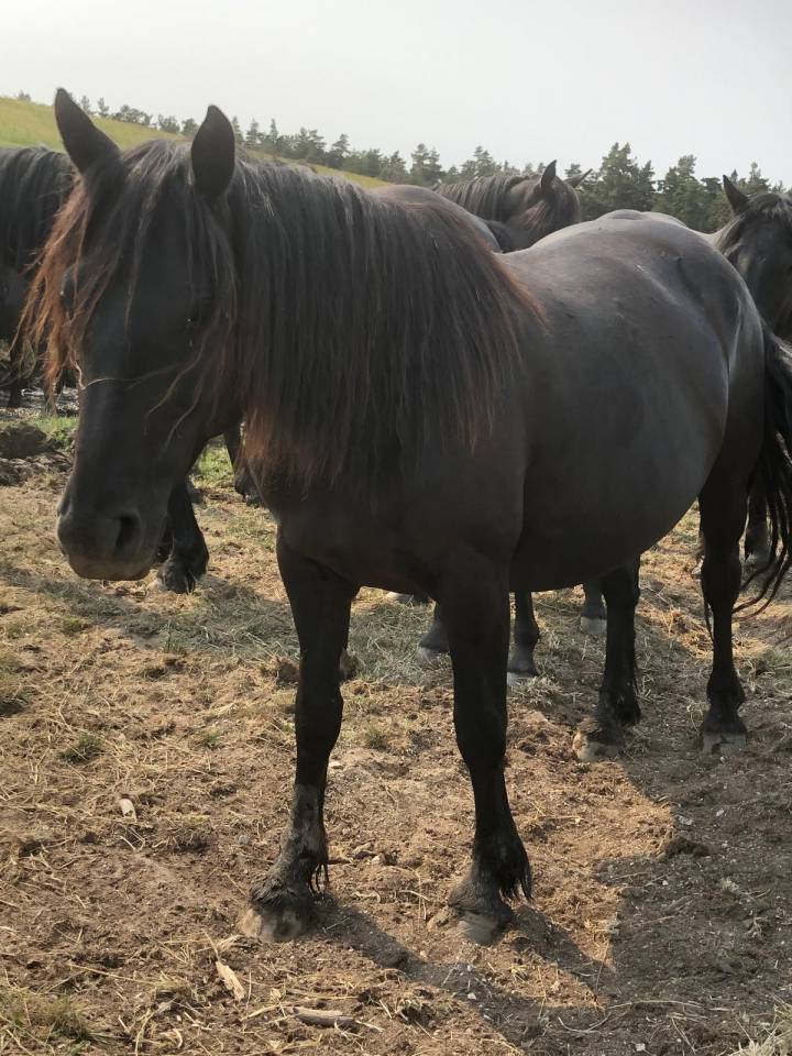 Mare Mérens For sale 2019 Black