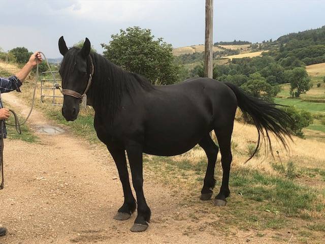 Mare Mérens For sale 2019 Black