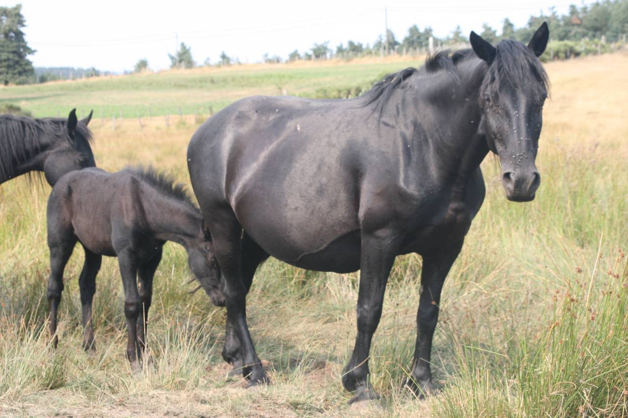 Mare Mérens For sale 2019 Black