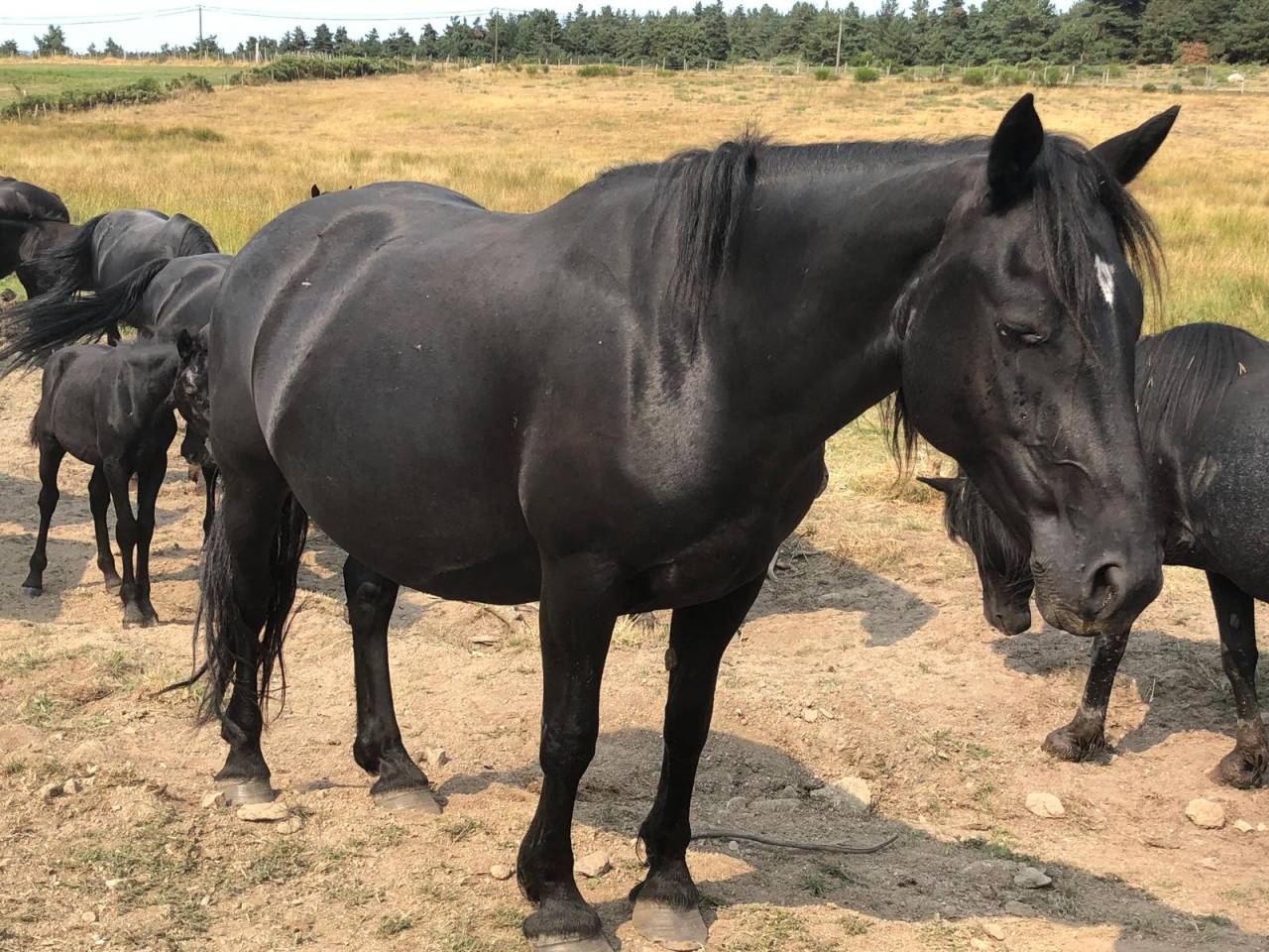 Mare Mérens For sale 2019 Black
