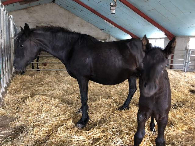 Mare M&eacute;rens For sale 2019 Black