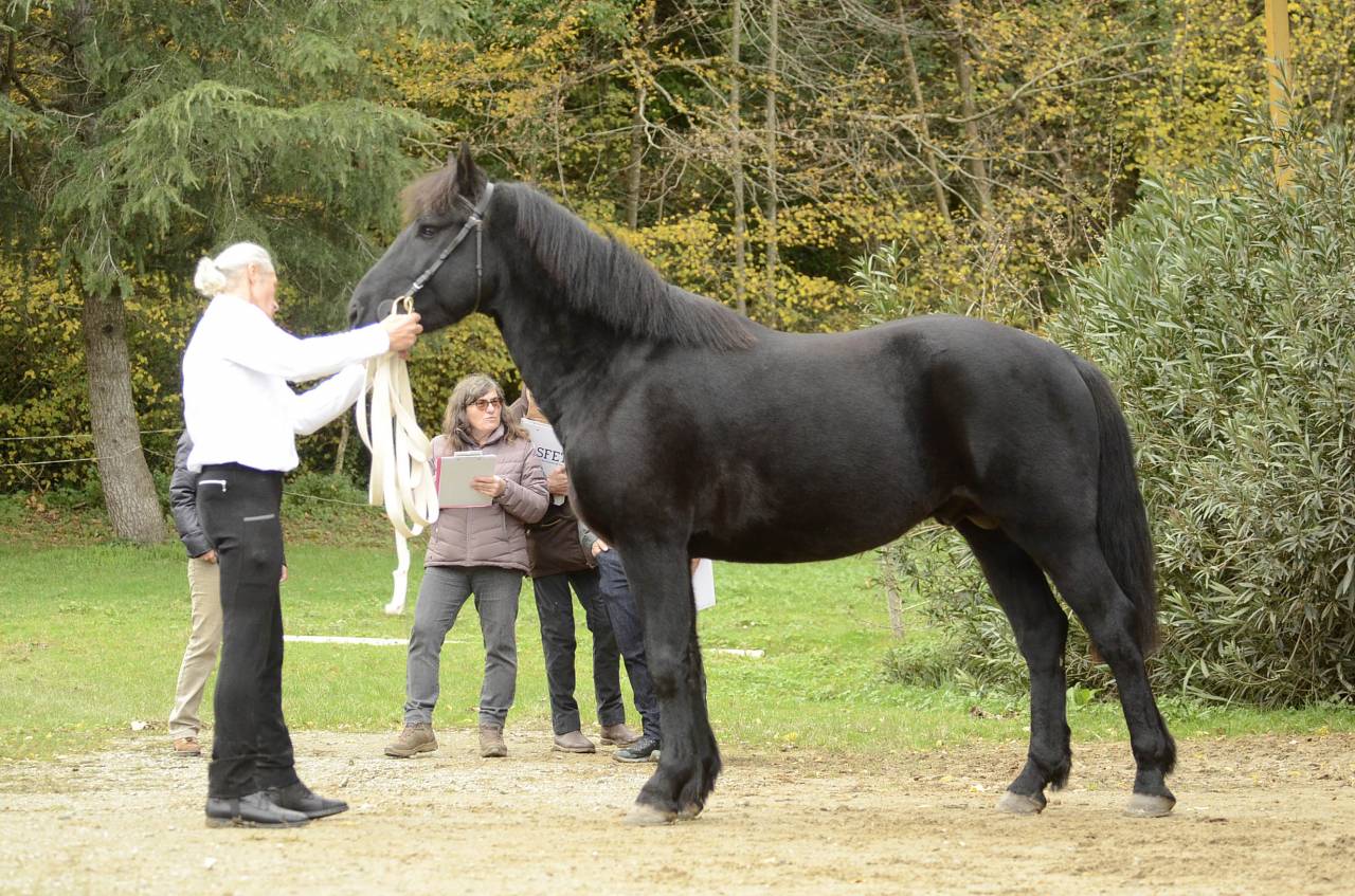 Mare M&eacute;rens For sale 2019 Black