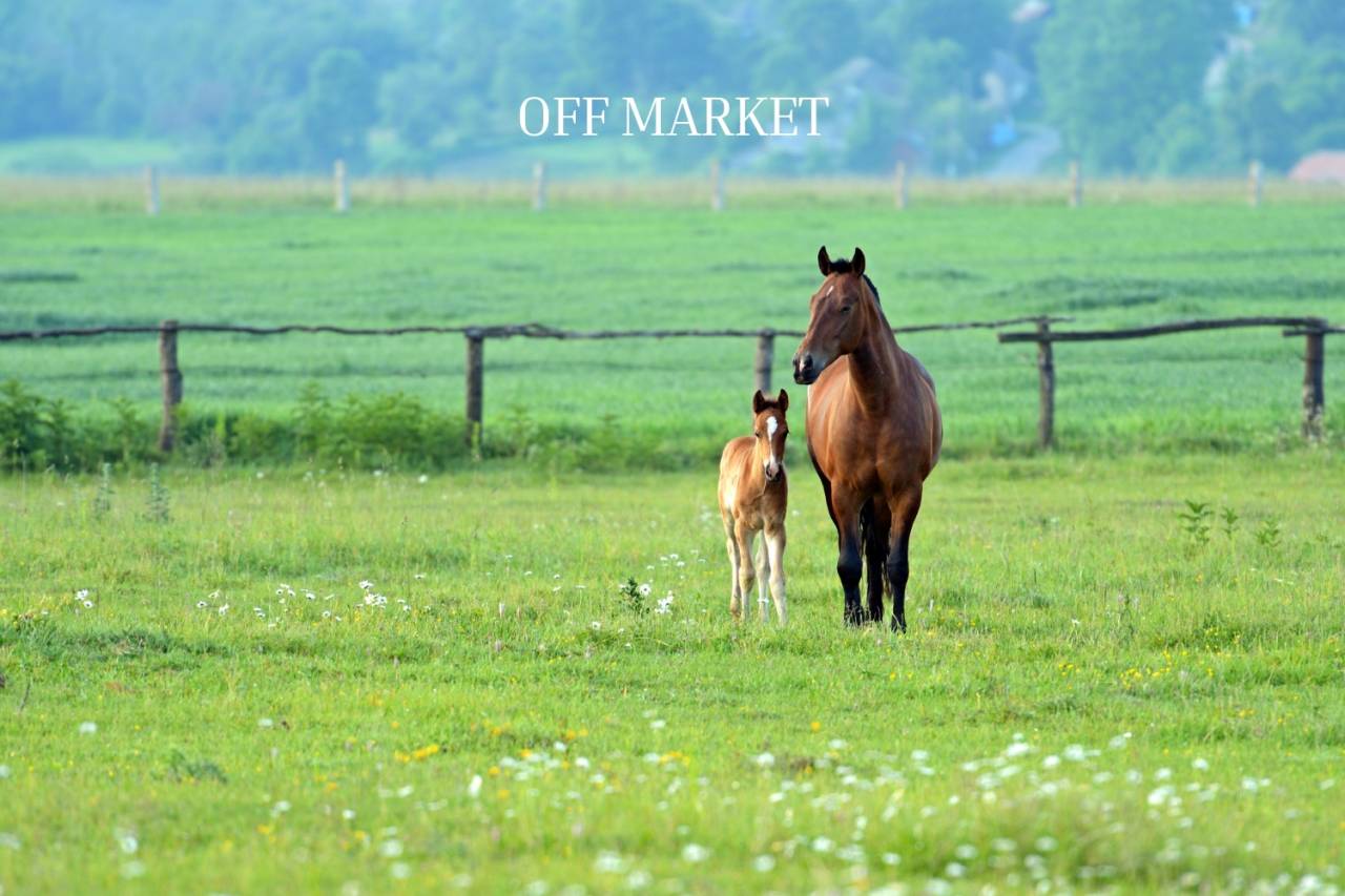 Equestrian property  Rhône