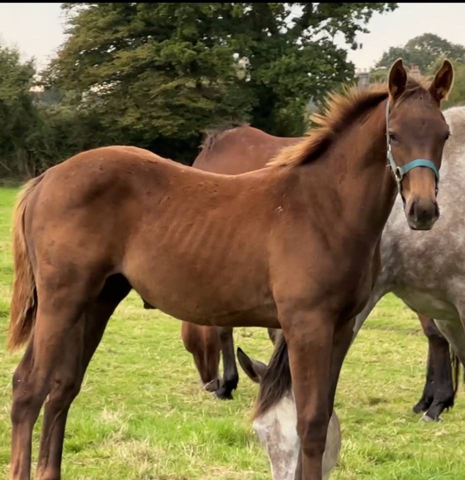 Gelding Selle Français For sale 2024 Liver chestnut
