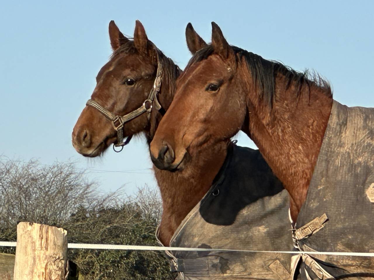 Gelding Selle Français For sale 2024 Liver chestnut