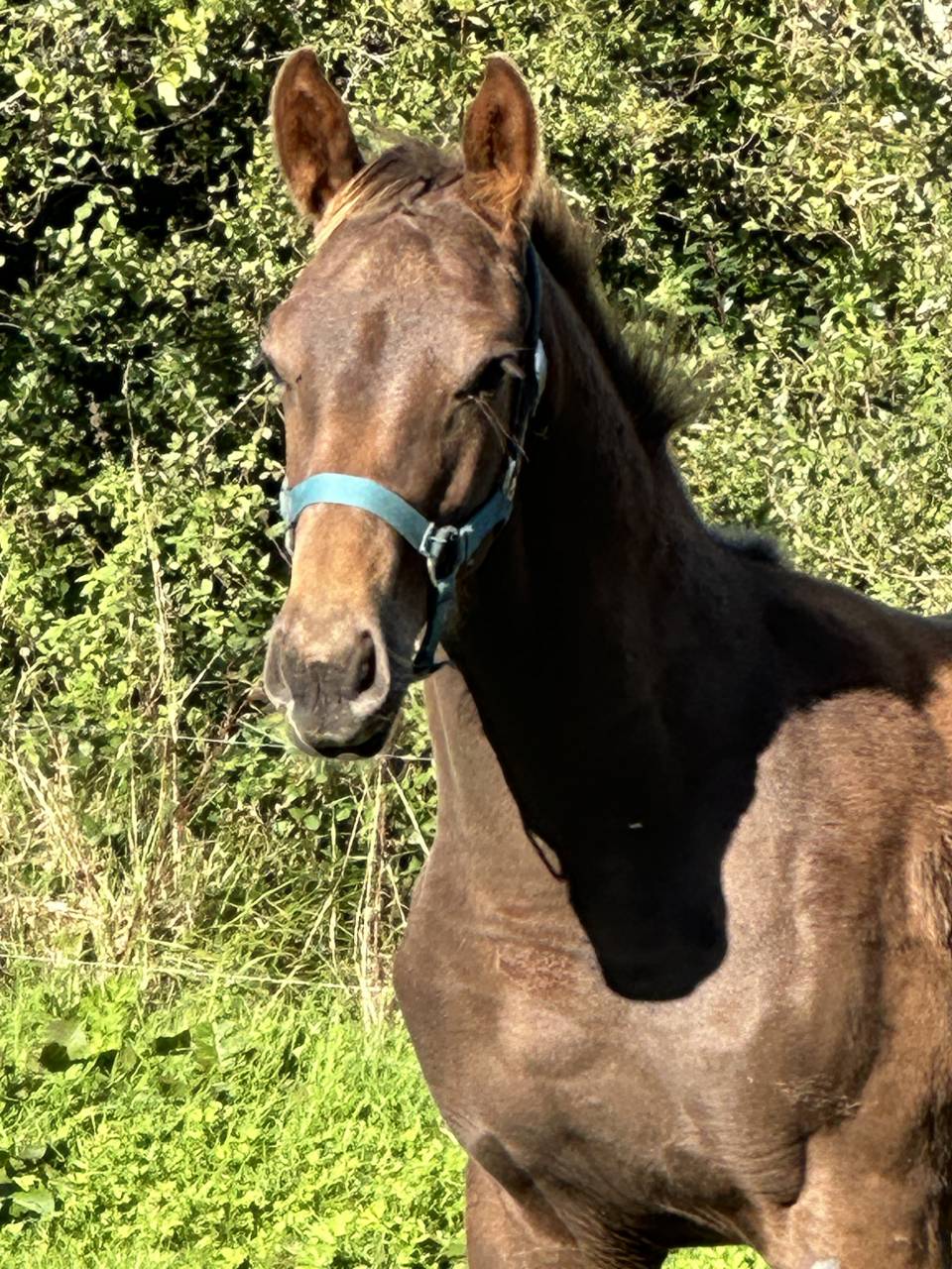 Gelding Selle Français For sale 2024 Liver chestnut