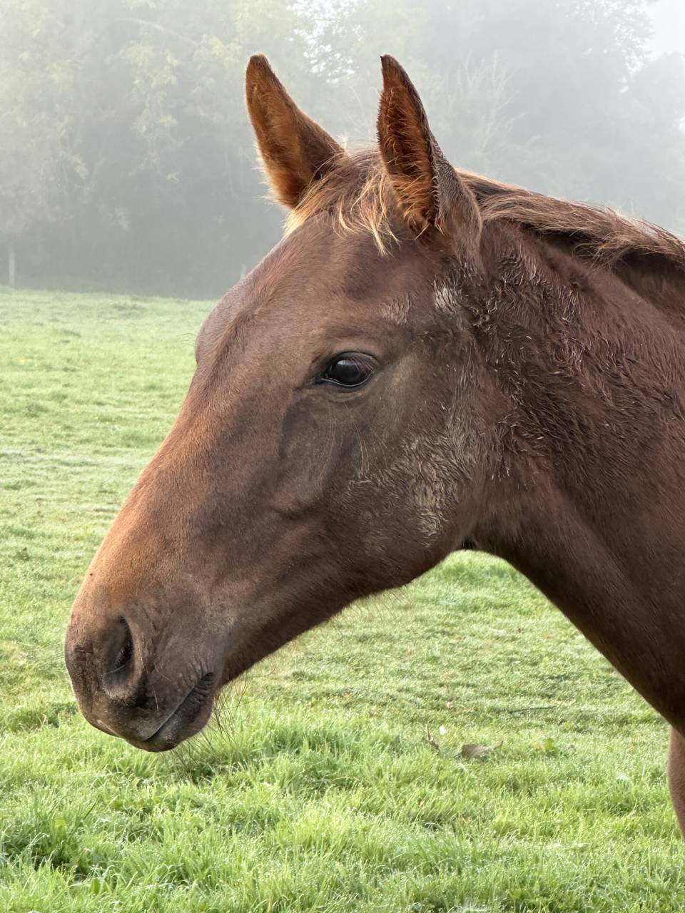 Gelding Selle Français For sale 2024 Liver chestnut