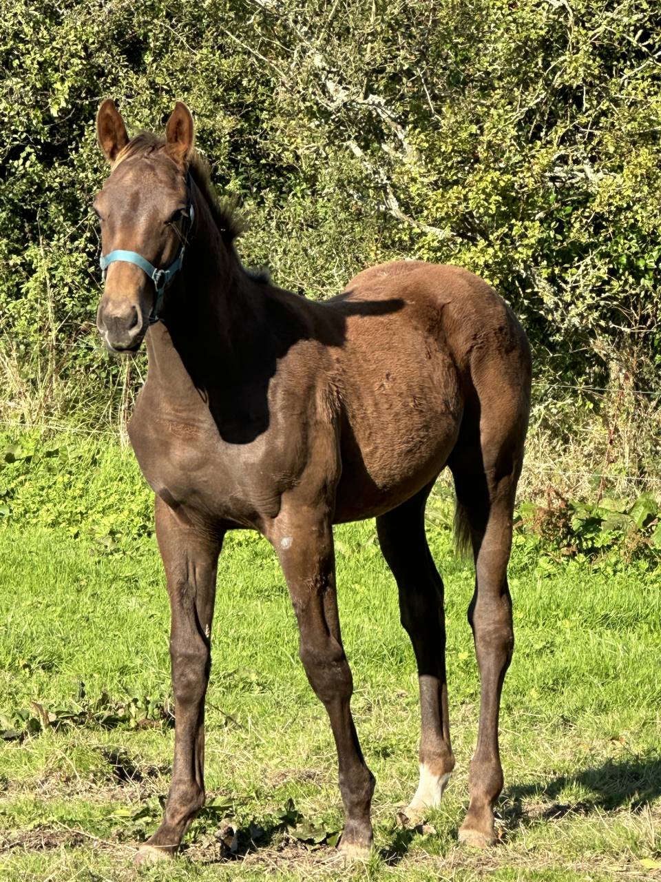 Gelding Selle Français For sale 2024 Liver chestnut
