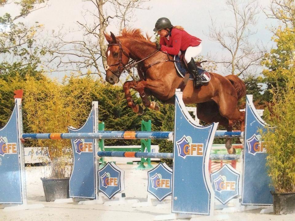 Gelding Selle Français For sale 2024 Liver chestnut