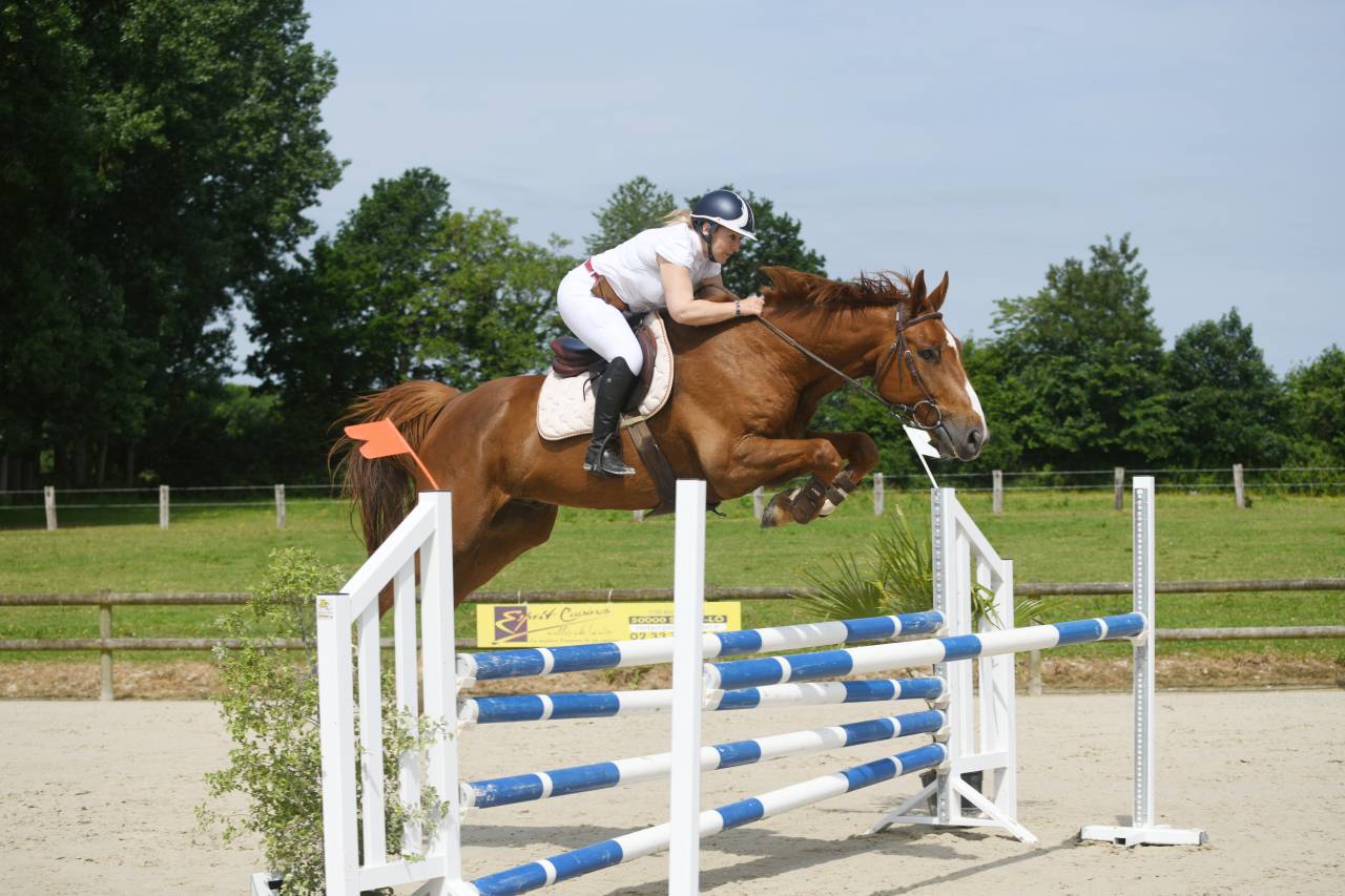 Gelding Selle Français For sale 2024 Liver chestnut