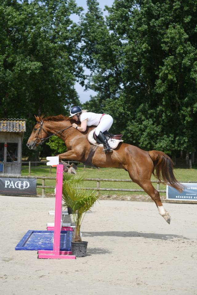 Gelding Selle Français For sale 2024 Liver chestnut