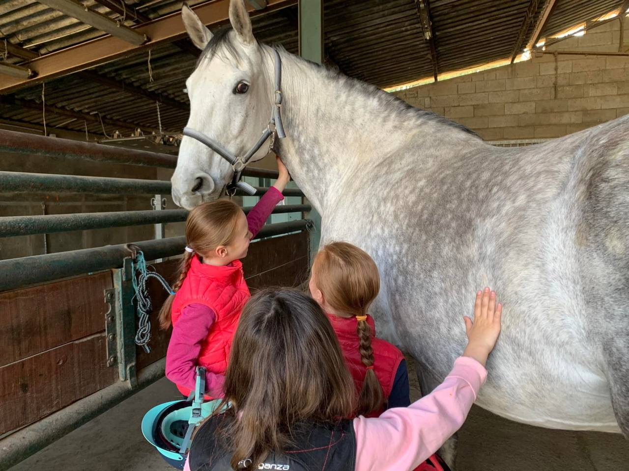 Mare KWPN Dutch Warmblood For sale 2013 Grey