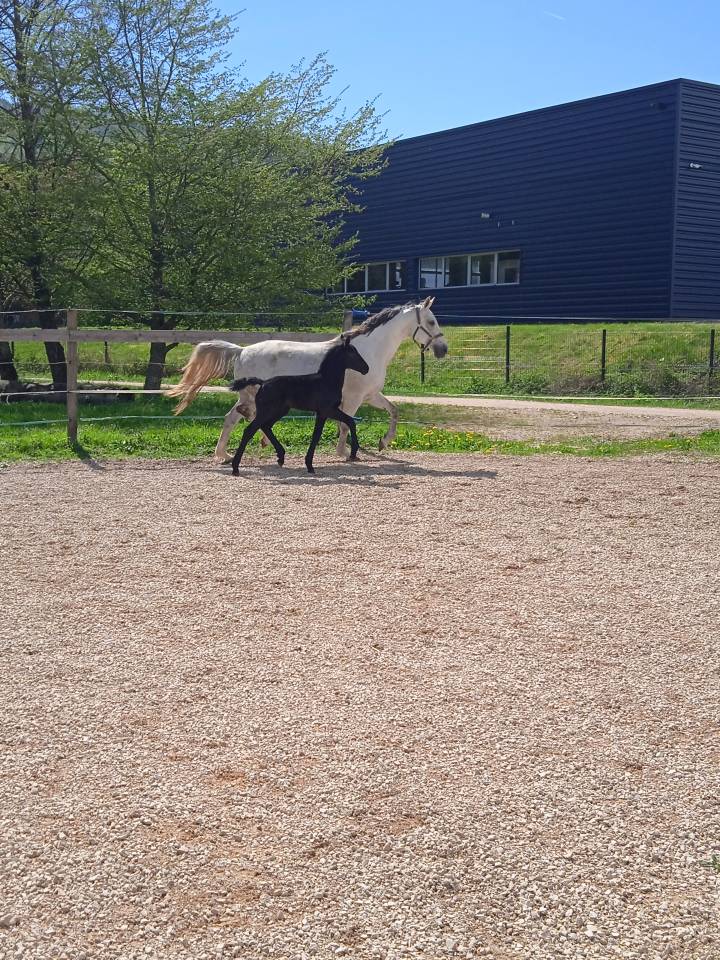 Mare KWPN Dutch Warmblood For sale 2013 Grey