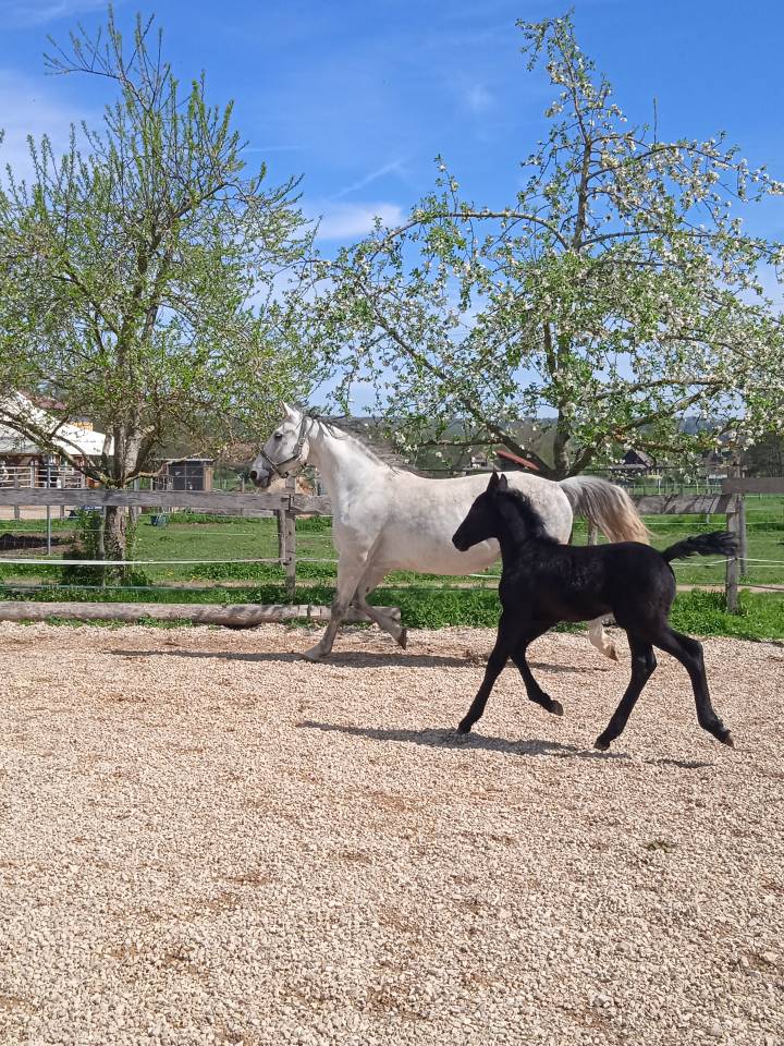Mare KWPN Dutch Warmblood For sale 2013 Grey