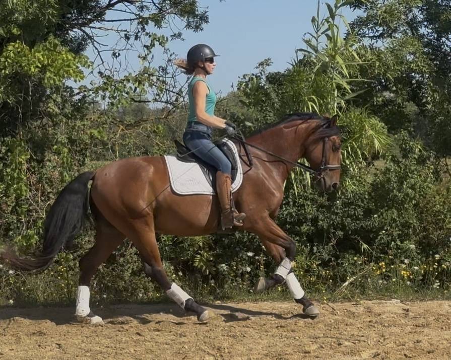 Gelding Lusitano For sale 2021 Bay