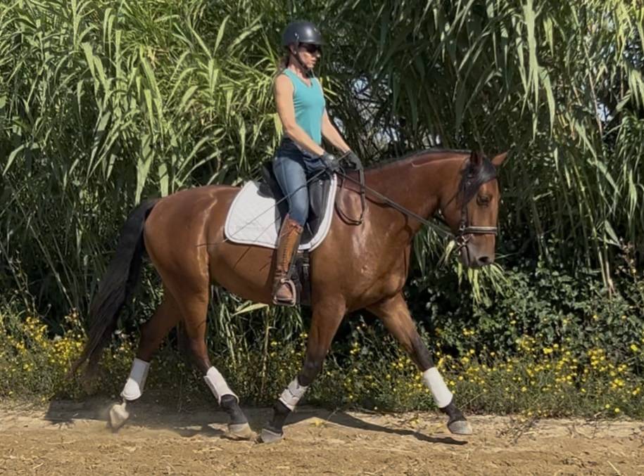 Gelding Lusitano For sale 2021 Bay