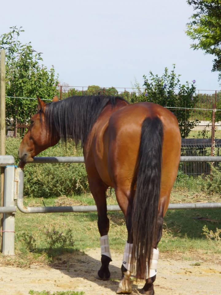 Gelding Lusitano For sale 2021 Bay