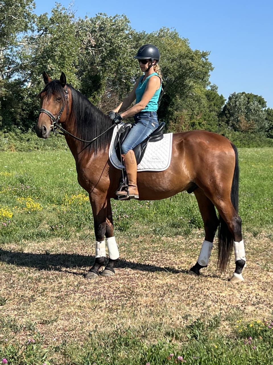 Gelding Lusitano For sale 2021 Bay