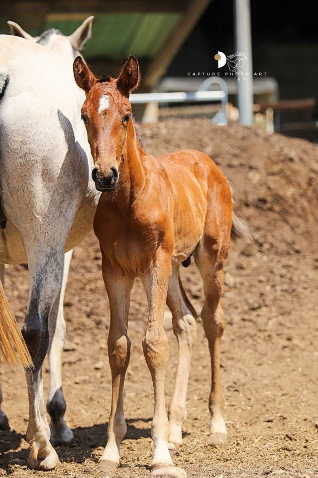 Colt Lusitano For sale 2025 Bay