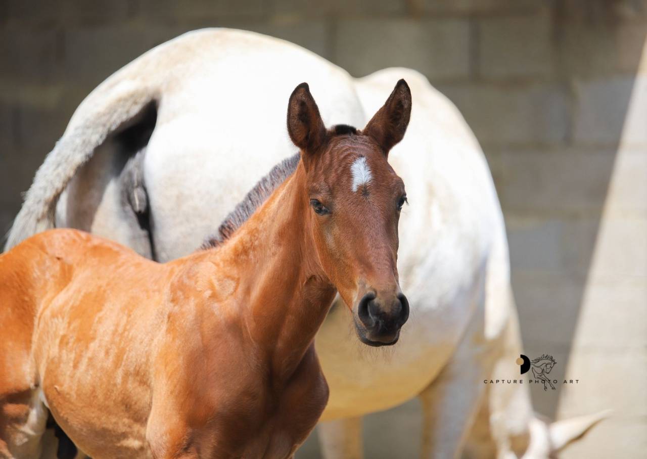 Colt Lusitano For sale 2025 Bay
