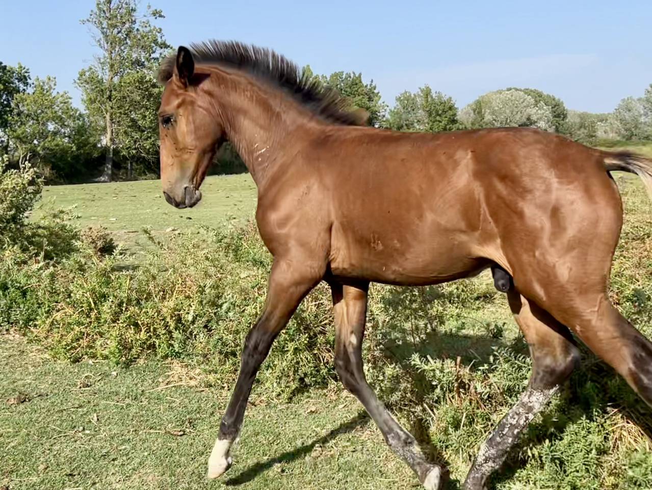 Colt Lusitano For sale 2025 Bay