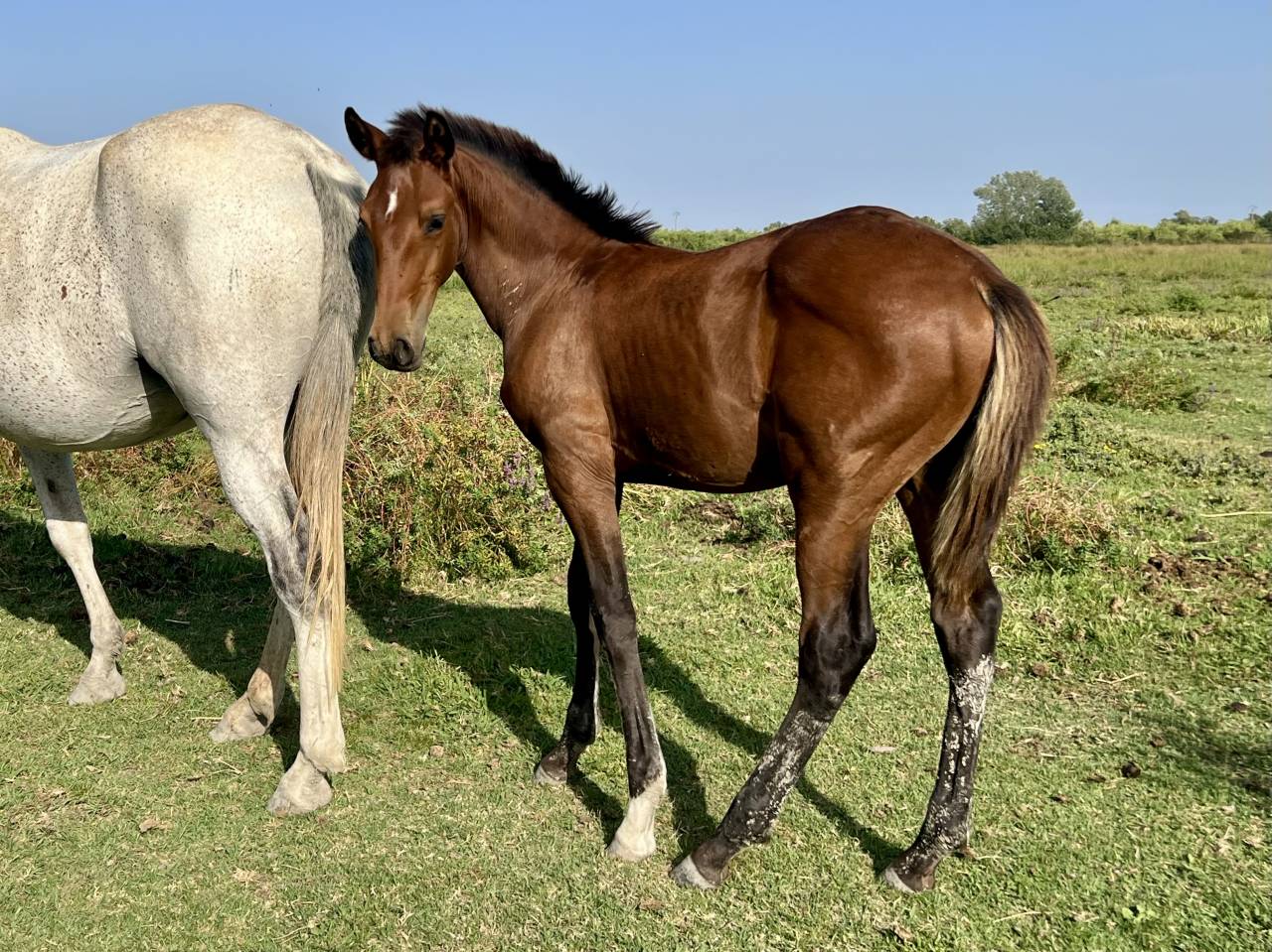 Colt Lusitano For sale 2025 Bay