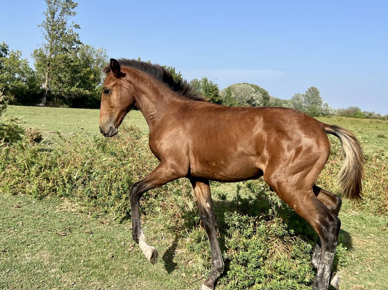 Colt Lusitano For sale 2025 Bay