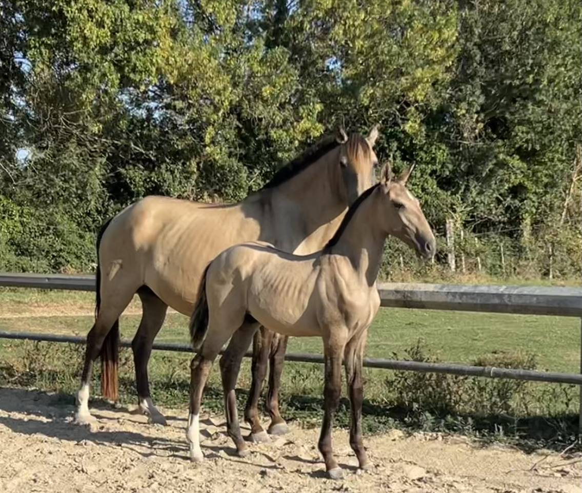 Colt Lusitano For sale 2025 Buckskin