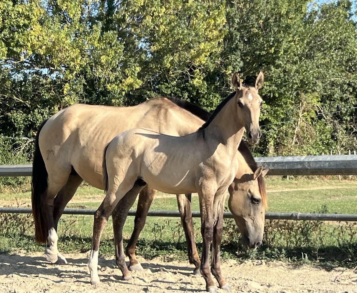 Colt Lusitano For sale 2025 Buckskin