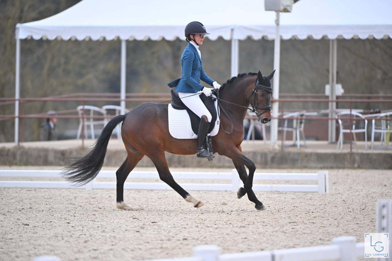 Stallion French Saddle Pony For sale 2020 Bay