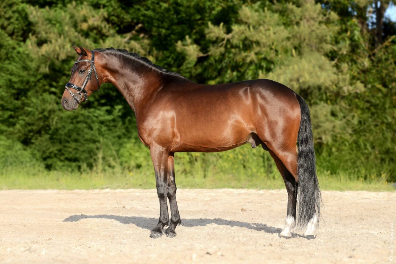Stallion French Saddle Pony For sale 2020 Bay