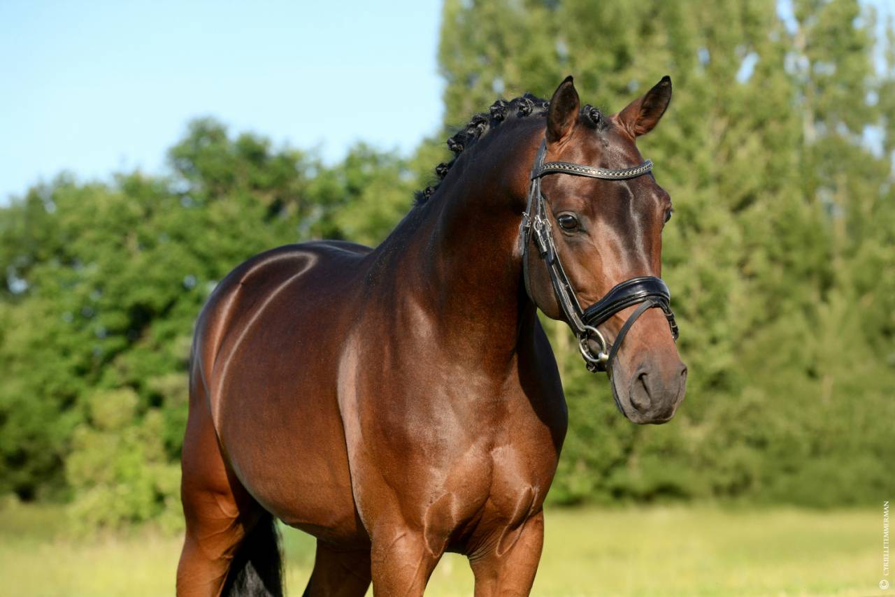 Stallion French Saddle Pony For sale 2020 Bay