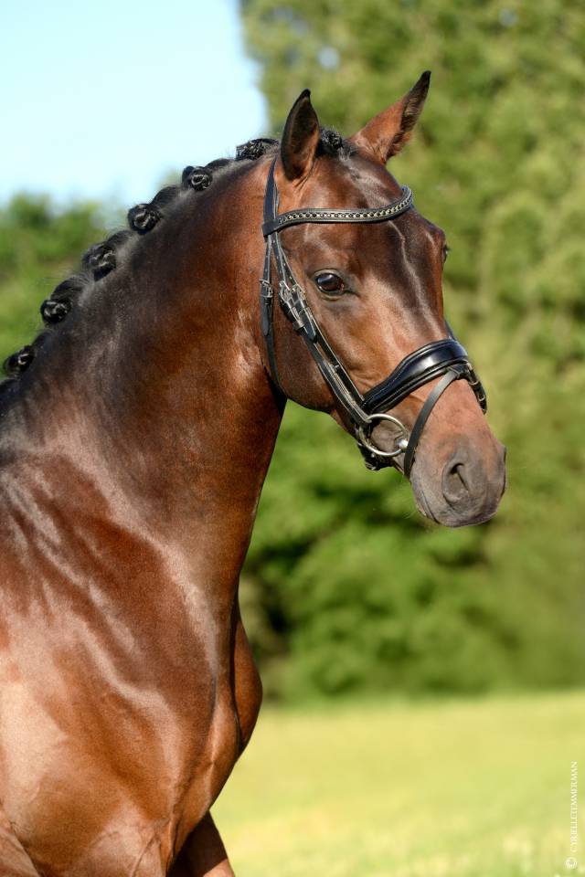 Stallion French Saddle Pony For sale 2020 Bay