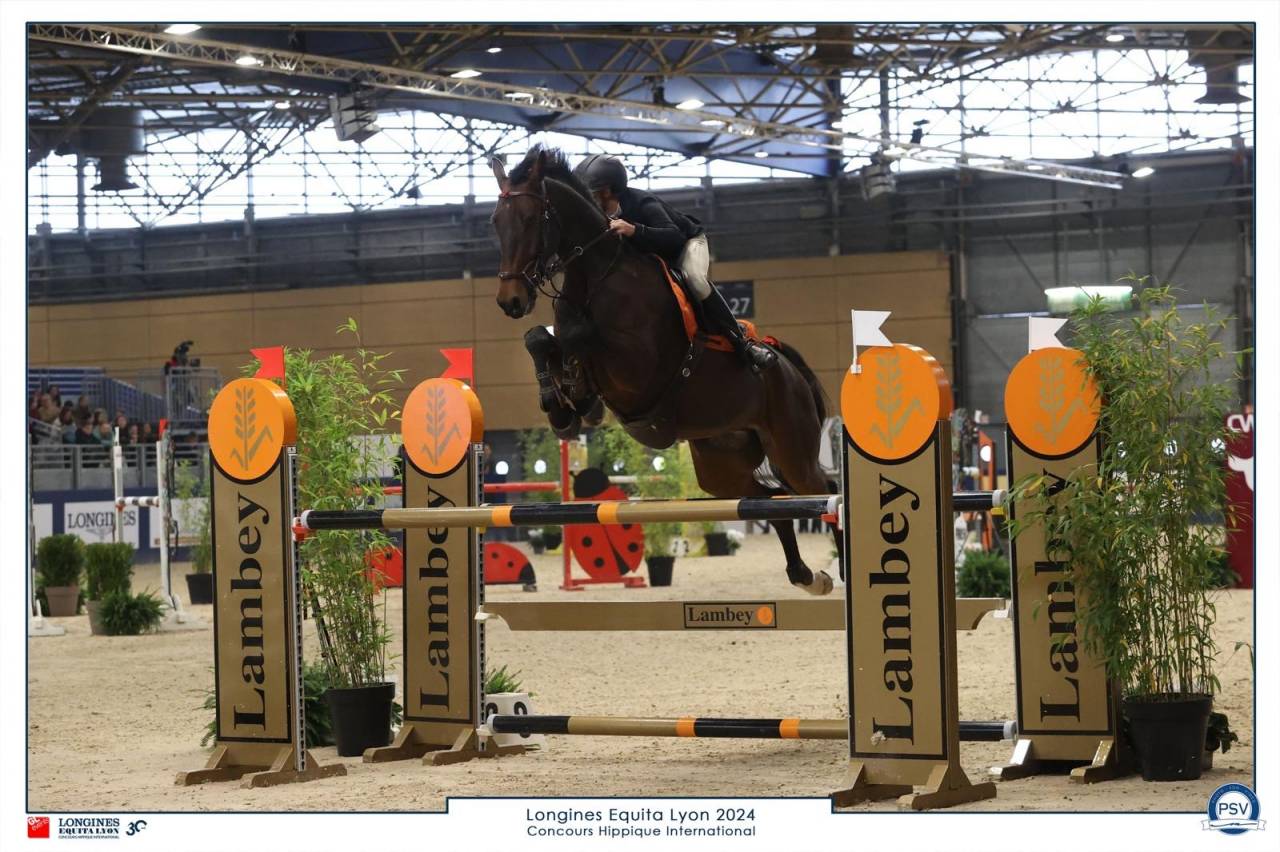 Mare Oldenburg For sale 2017 Bay