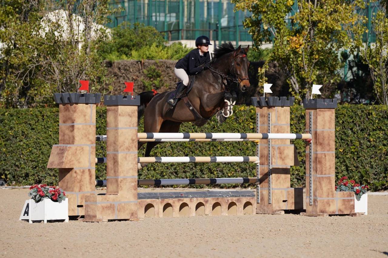 Mare Oldenburg For sale 2017 Bay