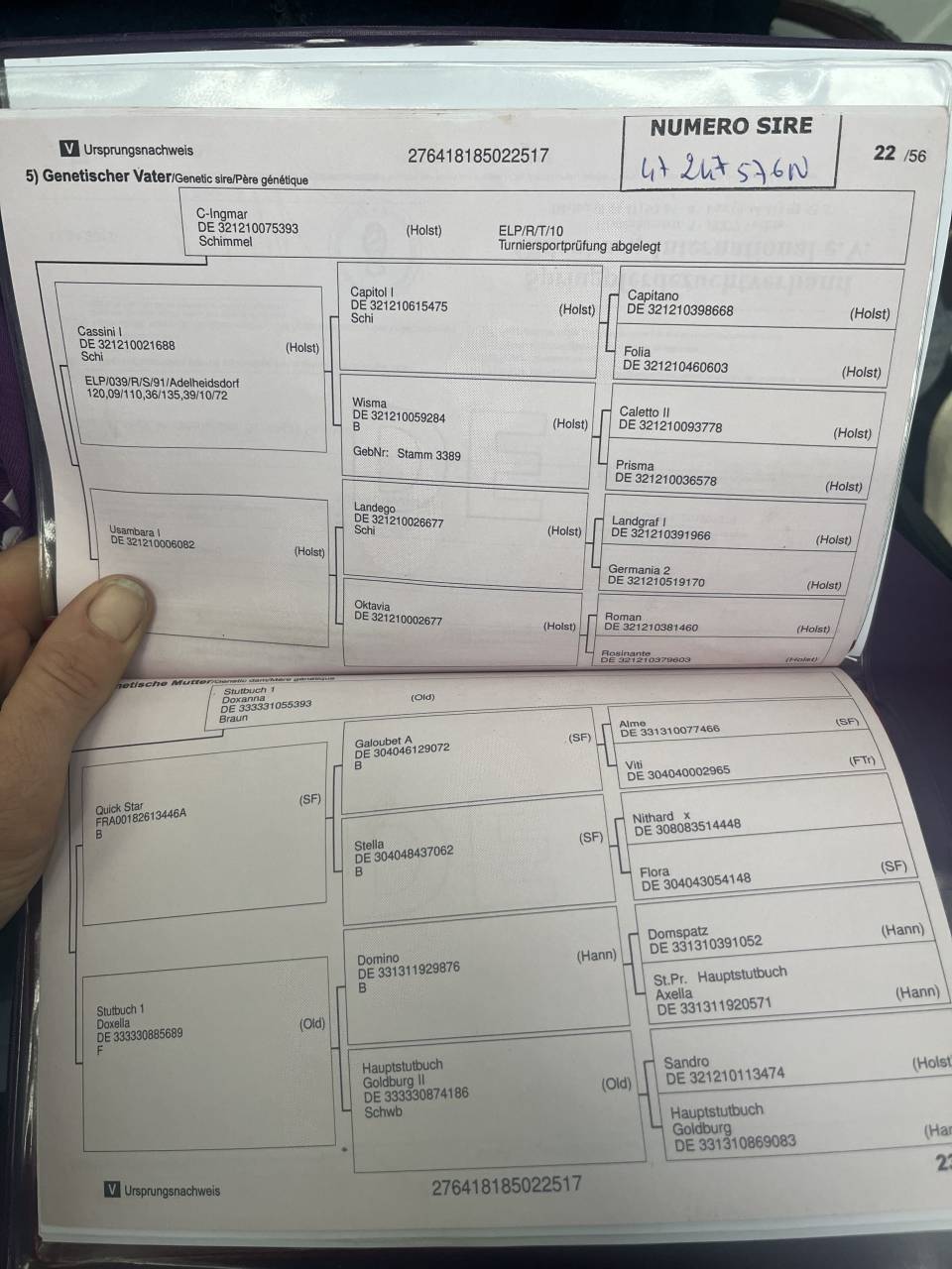 Mare Oldenburg For sale 2017 Bay