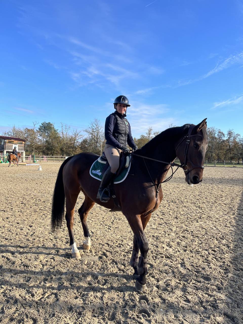 Mare Oldenburg For sale 2017 Bay