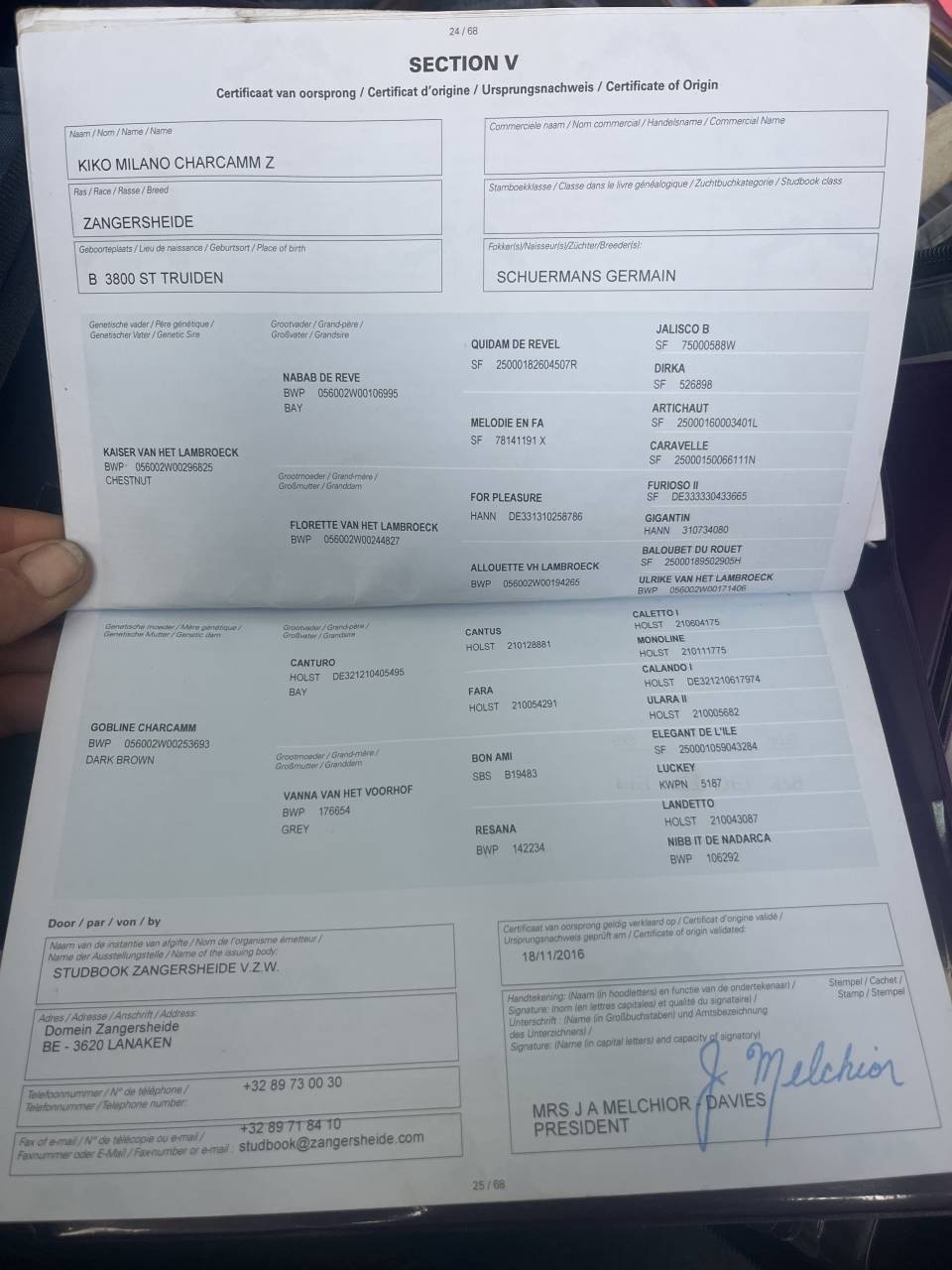 Gelding Zangersheide For sale 2016 Dark Bay