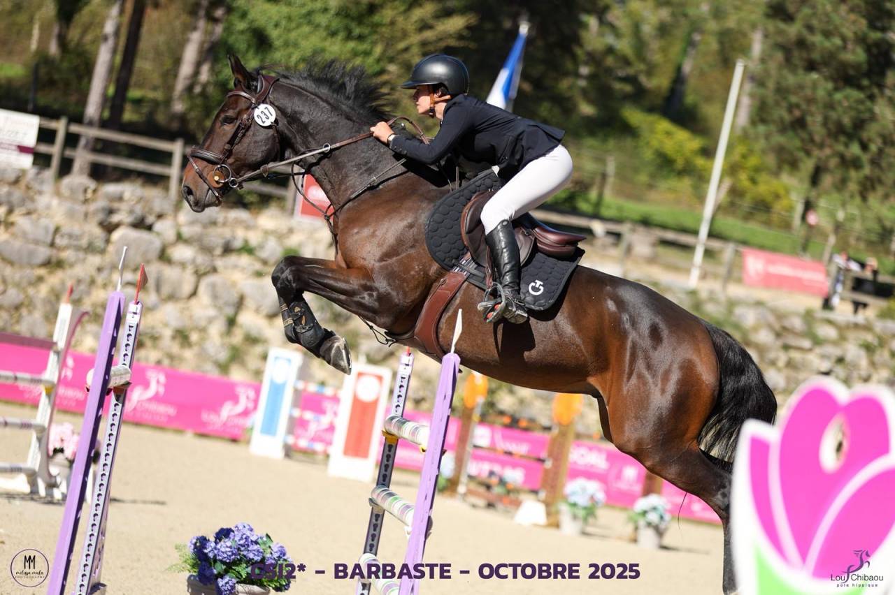 Gelding Zangersheide For sale 2016 Dark Bay