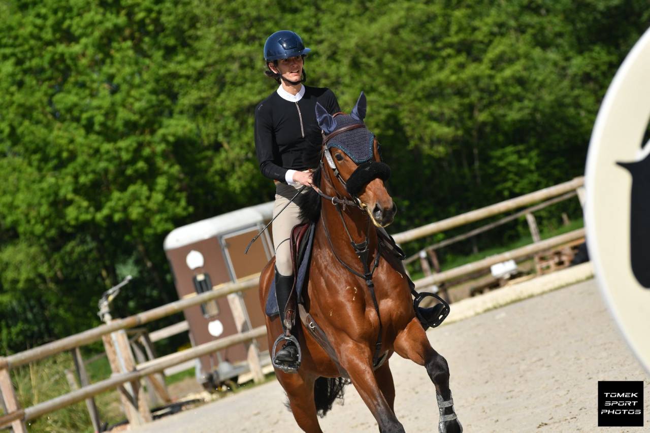 Gelding Selle Français For sale 2020 Bay